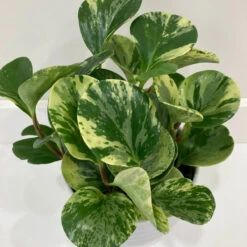 Peperomia Obtusifolia ‘Marble’ - Marble Peperomia -Ed's plant shop peperomia obtusifolia marble marble peperomia 381861