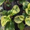 Peperomia Obtusifolia ‘Marble’ - Marble Peperomia -Ed's plant shop peperomia obtusifolia marble marble peperomia 900694