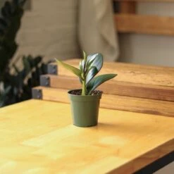 Peperomia Obtusifolia Red Edge -Ed's plant shop peperomia obtusifolia red edge 35 inch 522016