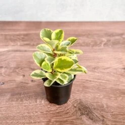 Peperomia Obtusifolia Variegata 'Baby Rubber Plant' -Ed's plant shop peperomia obtusifolia variegata baby rubber plant 420331