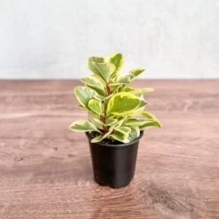 Peperomia Obtusifolia Variegata 'Baby Rubber Plant' -Ed's plant shop peperomia obtusifolia variegata baby rubber plant 540307