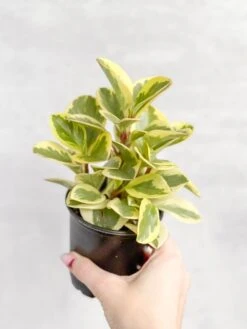 Peperomia Obtusifolia Variegata 'Baby Rubber Plant' -Ed's plant shop peperomia obtusifolia variegata baby rubber plant 608624