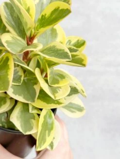 Peperomia Obtusifolia Variegata 'Baby Rubber Plant' -Ed's plant shop peperomia obtusifolia variegata baby rubber plant 818892