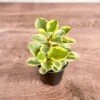 Peperomia Obtusifolia Variegata 'Baby Rubber Plant' -Ed's plant shop peperomia obtusifolia variegata baby rubber plant 925115