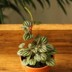 Peperomia 'Piccolo Banda' Albovittata -Ed's plant shop peperomia piccolo banda albovittata 588999