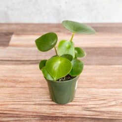 Peperomia Polybotra 'Raindrops' -Ed's plant shop peperomia polybotra raindrops 149803