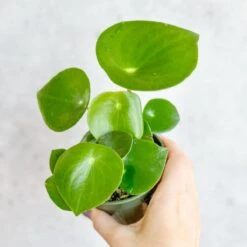 Peperomia Polybotra 'Raindrops' -Ed's plant shop peperomia polybotra raindrops 388390