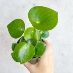 Peperomia Polybotra 'Raindrops' -Ed's plant shop peperomia polybotra raindrops 554385