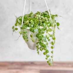 Peperomia Prostrata - ‘String Of Turtles’ 11 Peperomia Prostrata - ‘String Of Turtles’ -Ed's plant shop peperomia prostrata string of turtles 35 inch 166652