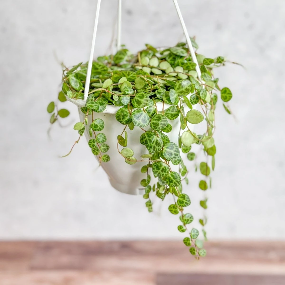 Peperomia Prostrata - ‘String Of Turtles’ 7 Peperomia Prostrata - ‘String Of Turtles’ - Image 5