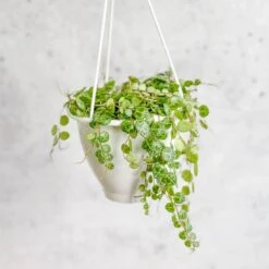 Peperomia Prostrata - ‘String Of Turtles’ 10 Peperomia Prostrata - ‘String Of Turtles’ -Ed's plant shop peperomia prostrata string of turtles 35 inch 681013