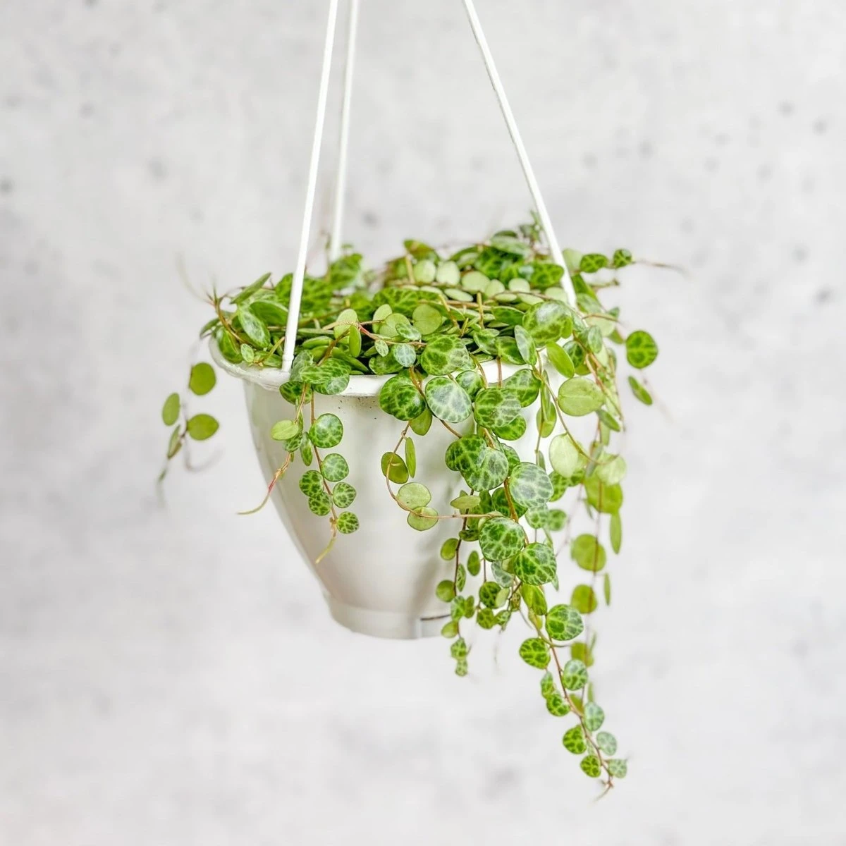 Peperomia Prostrata - ‘String Of Turtles’ 6 Peperomia Prostrata - ‘String Of Turtles’ - Image 4