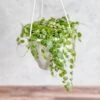 Peperomia Prostrata - ‘String Of Turtles’ - 4.5 Inch Hanging Basket -Ed's plant shop peperomia prostrata string of turtles 45 inch hanging basket 146172