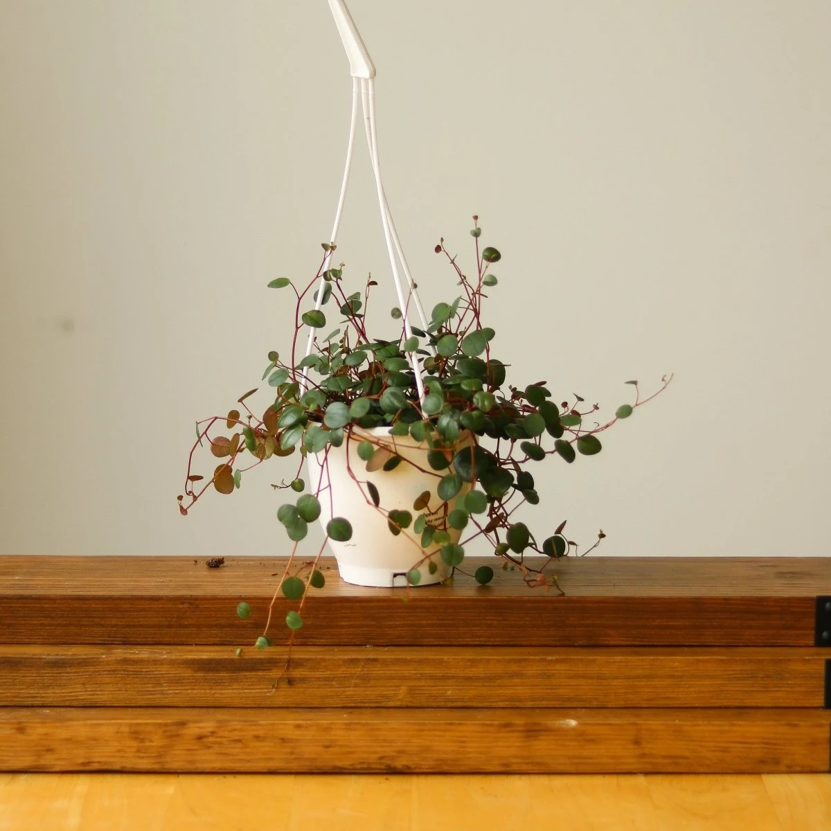 Peperomia 'Ruby Cascade' - 4.5 Inch Hanging Basket 8 Peperomia 'Ruby Cascade' - 4.5 Inch Hanging Basket - Image 6