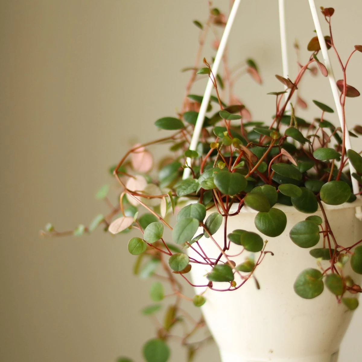 Peperomia 'Ruby Cascade' - 4.5 Inch Hanging Basket 3 Peperomia 'Ruby Cascade' - 4.5 Inch Hanging Basket