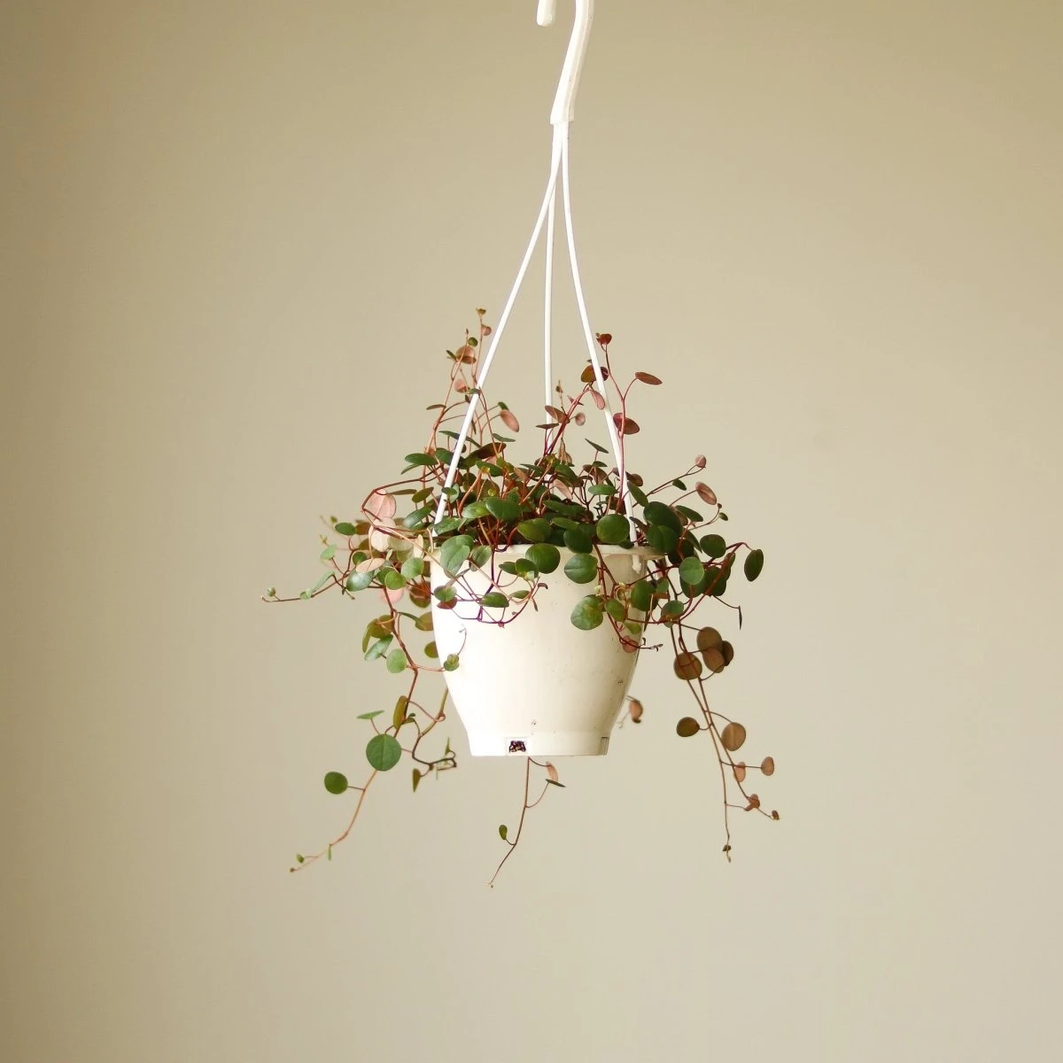 Peperomia 'Ruby Cascade' - 4.5 Inch Hanging Basket 5 Peperomia 'Ruby Cascade' - 4.5 Inch Hanging Basket - Image 3