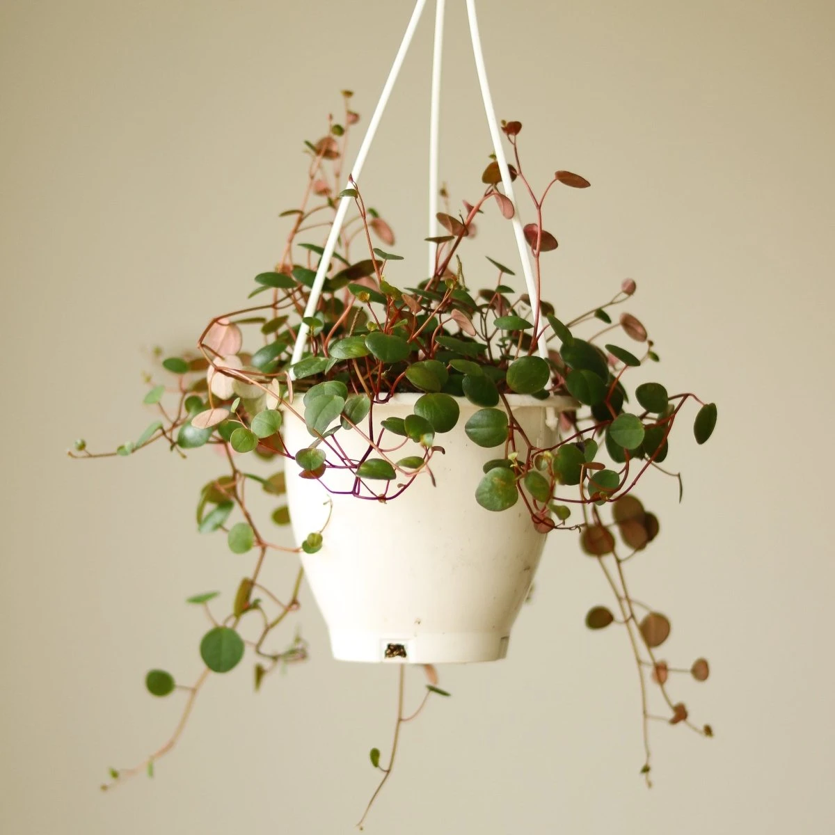 Peperomia 'Ruby Cascade' - 4.5 Inch Hanging Basket 4 Peperomia 'Ruby Cascade' - 4.5 Inch Hanging Basket - Image 2