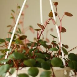 Peperomia 'Ruby Cascade' - 4.5 Inch Hanging Basket 13 Peperomia 'Ruby Cascade' - 4.5 Inch Hanging Basket -Ed's plant shop peperomia ruby cascade 45 inch hanging basket 574292