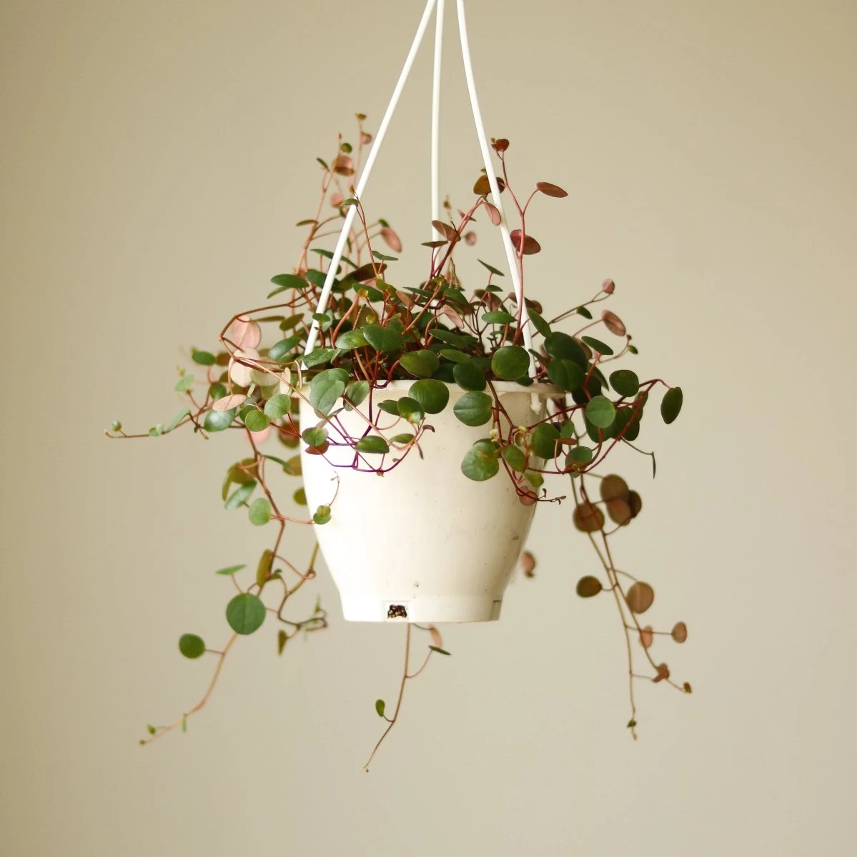 Peperomia 'Ruby Cascade' - 4.5 Inch Hanging Basket 6 Peperomia 'Ruby Cascade' - 4.5 Inch Hanging Basket - Image 4