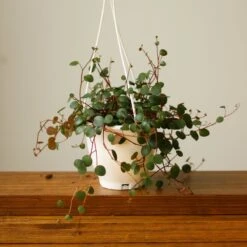 Peperomia 'Ruby Cascade' - 4.5 Inch Hanging Basket 15 Peperomia 'Ruby Cascade' - 4.5 Inch Hanging Basket -Ed's plant shop peperomia ruby cascade 45 inch hanging basket 804391