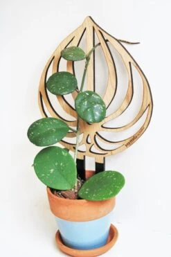 Peptrella - Peperomia Inspired Plant Trellis -Ed's plant shop peptrella peperomia inspired plant trellis 400106