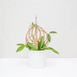 Peptrella - Peperomia Inspired Plant Trellis -Ed's plant shop peptrella peperomia inspired plant trellis 884490