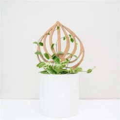 Peptrella - Peperomia Inspired Plant Trellis -Ed's plant shop peptrella peperomia inspired plant trellis 946393