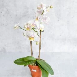 Phalaenopsis Orchid -Ed's plant shop phalaenopsis orchid 246420