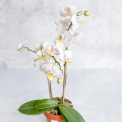 Phalaenopsis Orchid -Ed's plant shop phalaenopsis orchid 268208