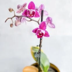 Phalaenopsis Orchid -Ed's plant shop phalaenopsis orchid 298794