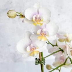 Phalaenopsis Orchid -Ed's plant shop phalaenopsis orchid 469590