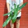 Philodendron Atabapoense - Rare Strapleaf Philodendron - 4 Inch -Ed's plant shop philodendron atabapoense rare strapleaf philodendron 4 inch 329288
