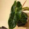 Philodendron Billietiae -Ed's plant shop philodendron billietiae 4823916