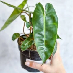 Philodendron Billietiae 18 Philodendron Billietiae -Ed's plant shop philodendron billietiae billietiae philodendron 45 inch 330345