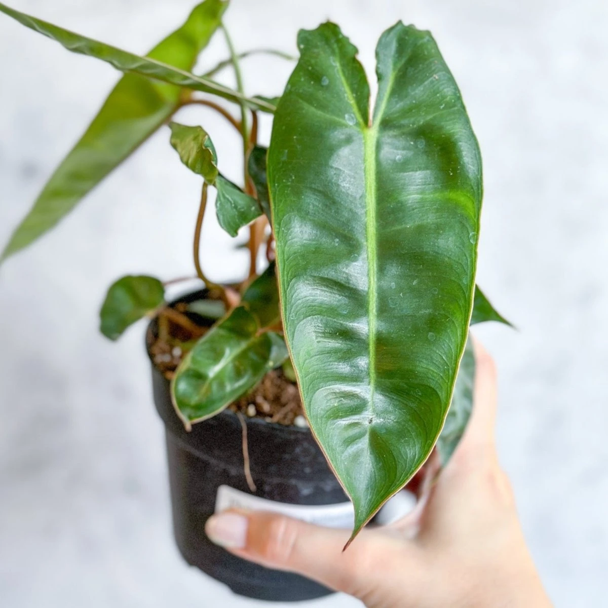 Philodendron Billietiae 10 Philodendron Billietiae - Image 8