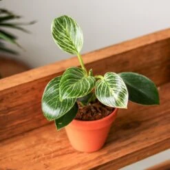 Philodendron 'Birkin' - White Wave -Ed's plant shop philodendron birkin birkin philodendron 4 inch 347448