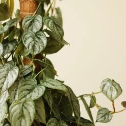 Philodendron Brandtianum ‘Silver Leaf’ – Easy‑Care Silver‑Mottled Vine 29 Philodendron Brandtianum ‘Silver Leaf’ – Easy‑Care Silver‑Mottled Vine -Ed's plant shop philodendron brandtianum silver leaf philodendron 4 inch 231660