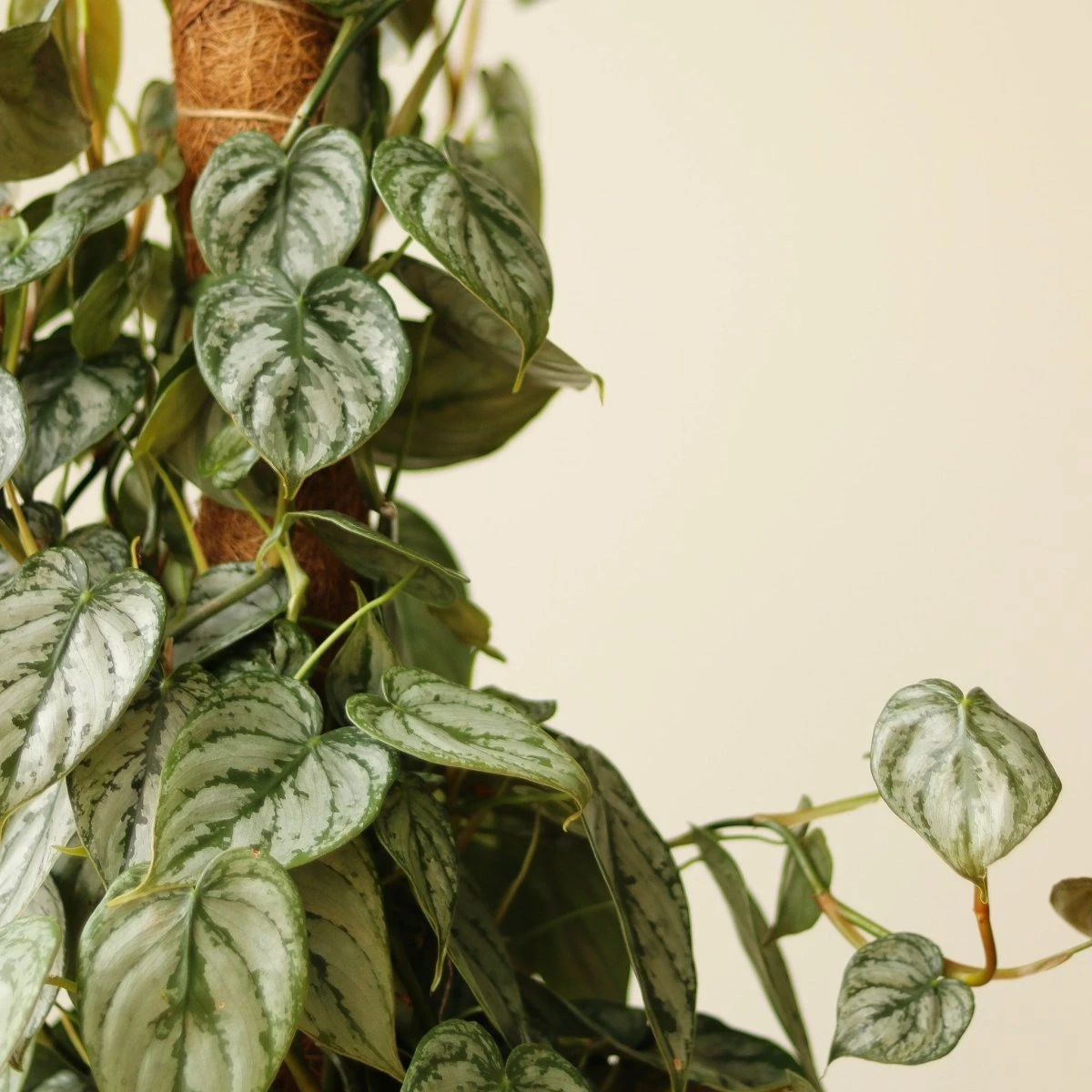 Philodendron Brandtianum ‘Silver Leaf’ – Easy‑Care Silver‑Mottled Vine 15 Philodendron Brandtianum ‘Silver Leaf’ – Easy‑Care Silver‑Mottled Vine - Image 13