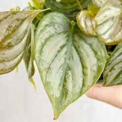 Philodendron Brandtianum ‘Silver Leaf’ – Easy‑Care Silver‑Mottled Vine 23 Philodendron Brandtianum ‘Silver Leaf’ – Easy‑Care Silver‑Mottled Vine -Ed's plant shop philodendron brandtianum silver leaf philodendron 4 inch 312085