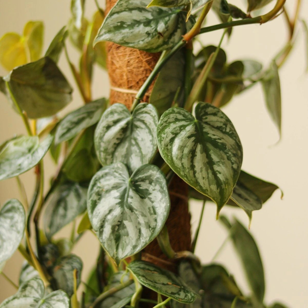 Philodendron Brandtianum ‘Silver Leaf’ – Easy‑Care Silver‑Mottled Vine 17 Philodendron Brandtianum ‘Silver Leaf’ – Easy‑Care Silver‑Mottled Vine - Image 15