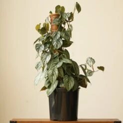 Philodendron Brandtianum ‘Silver Leaf’ – Easy‑Care Silver‑Mottled Vine 27 Philodendron Brandtianum ‘Silver Leaf’ – Easy‑Care Silver‑Mottled Vine -Ed's plant shop philodendron brandtianum silver leaf philodendron 4 inch 429473