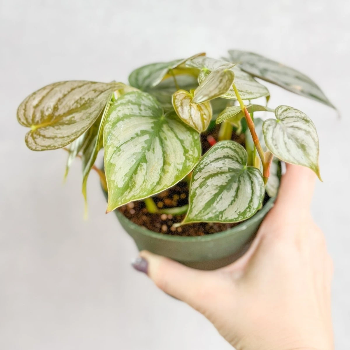 Philodendron Brandtianum ‘Silver Leaf’ – Easy‑Care Silver‑Mottled Vine 4 Philodendron Brandtianum ‘Silver Leaf’ – Easy‑Care Silver‑Mottled Vine - Image 2