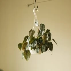 Philodendron Brandtianum ‘Silver Leaf’ – Easy‑Care Silver‑Mottled Vine 25 Philodendron Brandtianum ‘Silver Leaf’ – Easy‑Care Silver‑Mottled Vine -Ed's plant shop philodendron brandtianum silver leaf philodendron 4 inch 503051