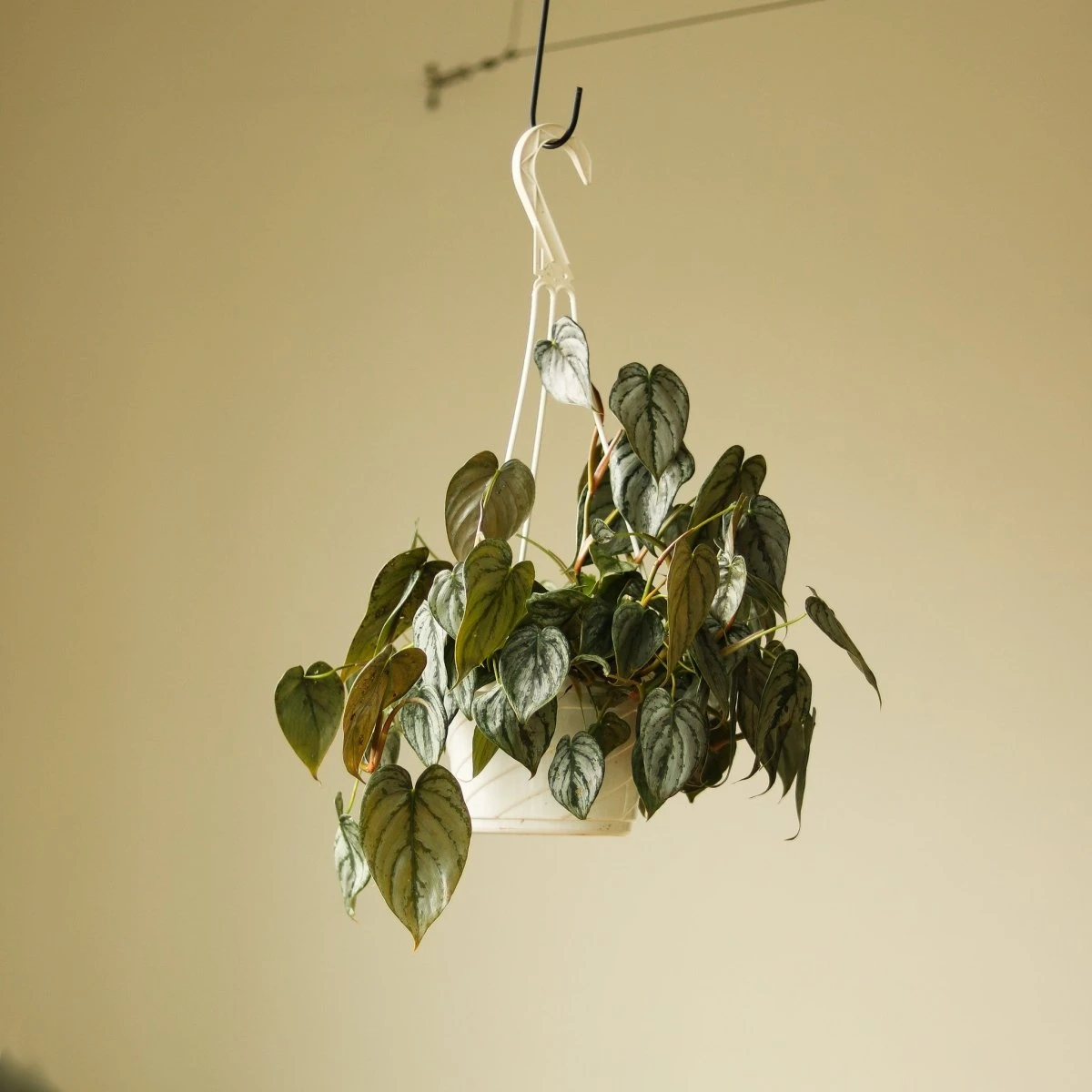 Philodendron Brandtianum ‘Silver Leaf’ – Easy‑Care Silver‑Mottled Vine 11 Philodendron Brandtianum ‘Silver Leaf’ – Easy‑Care Silver‑Mottled Vine - Image 9