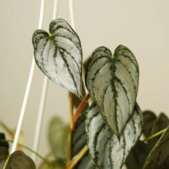 Philodendron Brandtianum ‘Silver Leaf’ – Easy‑Care Silver‑Mottled Vine 26 Philodendron Brandtianum ‘Silver Leaf’ – Easy‑Care Silver‑Mottled Vine -Ed's plant shop philodendron brandtianum silver leaf philodendron 4 inch 508906