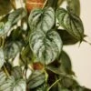 Philodendron Brandtianum ‘Silver Leaf’ – Easy‑Care Silver‑Mottled Vine -Ed's plant shop philodendron brandtianum silver leaf philodendron 4 inch 785251