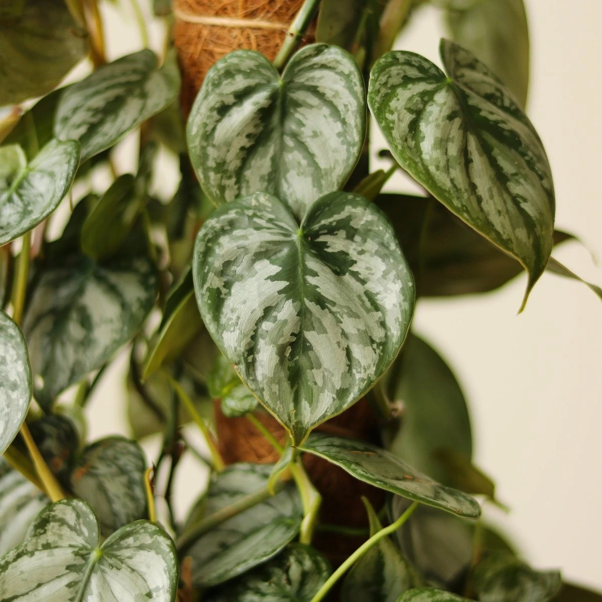Philodendron Brandtianum ‘Silver Leaf’ – Easy‑Care Silver‑Mottled Vine 3 Philodendron Brandtianum ‘Silver Leaf’ – Easy‑Care Silver‑Mottled Vine