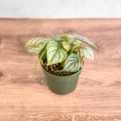 Philodendron Brandtianum ‘Silver Leaf’ – Easy‑Care Silver‑Mottled Vine 19 Philodendron Brandtianum ‘Silver Leaf’ – Easy‑Care Silver‑Mottled Vine -Ed's plant shop philodendron brandtianum silver leaf philodendron 4 inch 818337