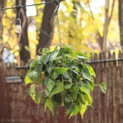Philodendron 'Brasil' Hanging Basket -Ed's plant shop philodendron brasil hanging basket 924275
