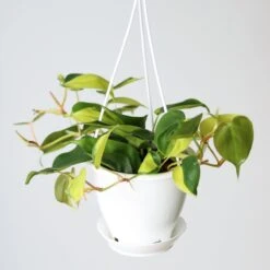Philodendron 'Brasil' Hanging Basket -Ed's plant shop philodendron brasil various sizes 621621